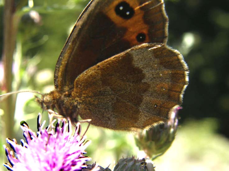 Erebia aethiops e Erebia ligea (Nymphalidae Satyrinae) e Lasiommata maera (Nymphalidae)