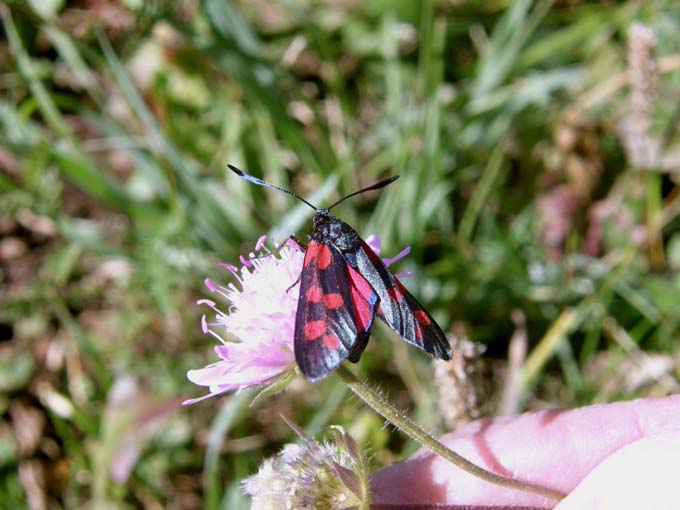 Zygaenae aloatesinae 1