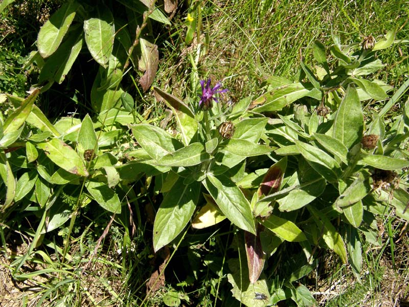 Asteracea alpina - Cyanus triumfetti