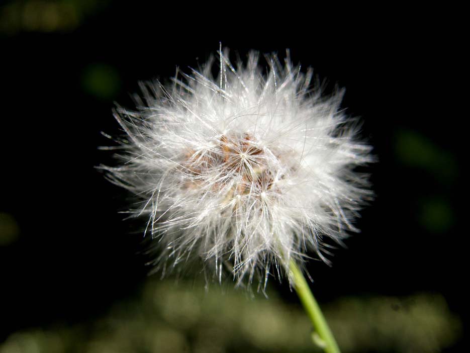 Sonchus oleraceus / Grespino comune