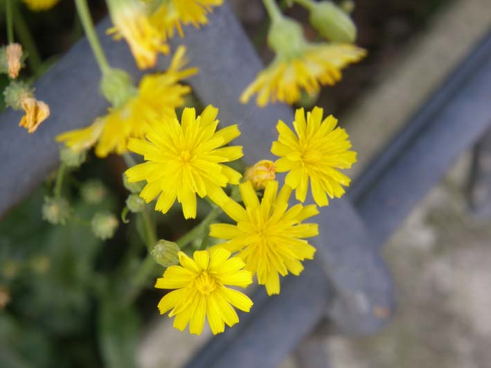 Crepis sp. (Asteraceae)