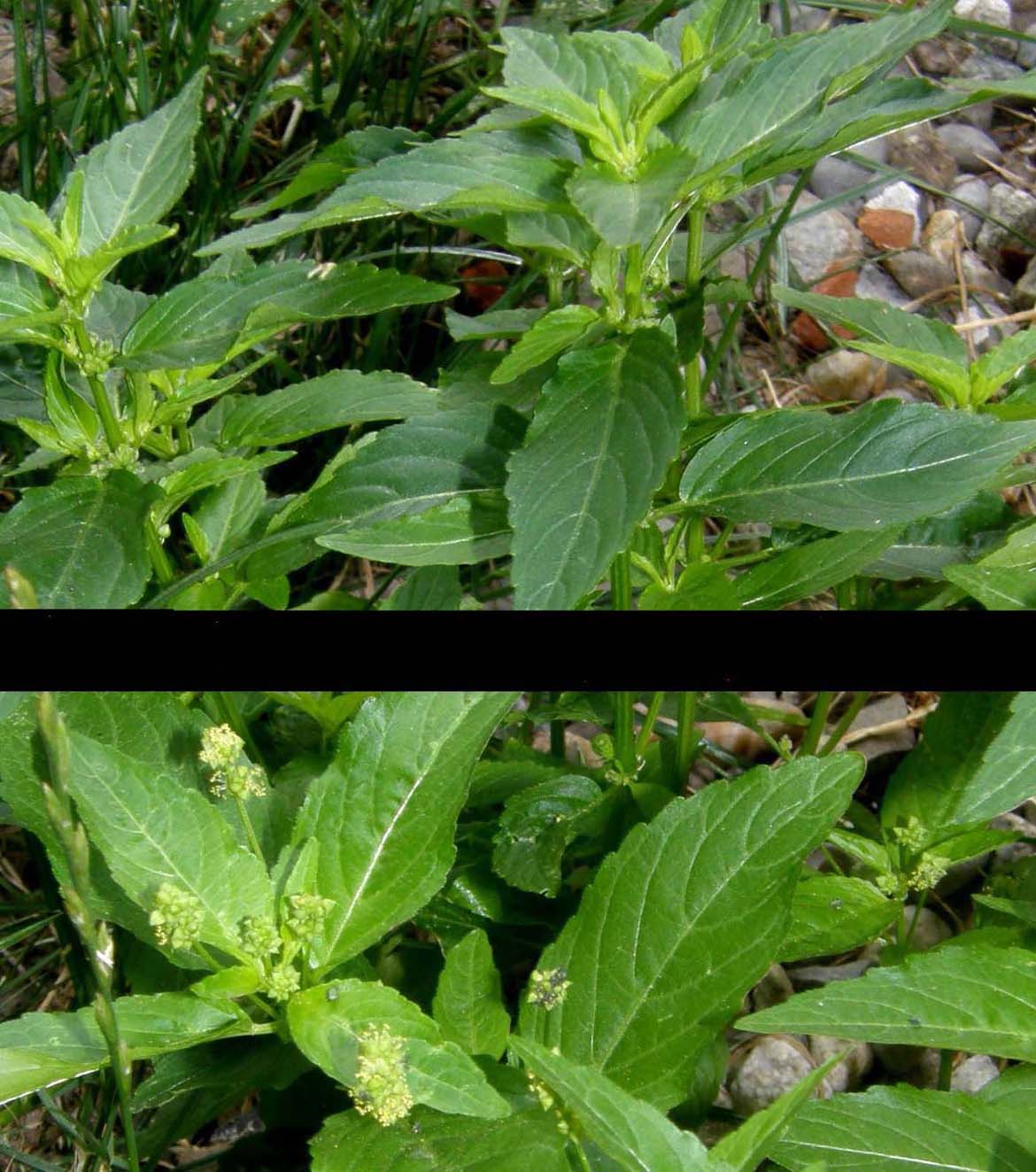 Mercurialis annua / Mercorella comune