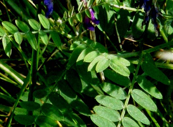 Vicia villosa ? - Vicia sp. (Fabaceae)