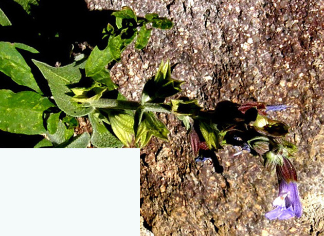 Salvia officinalis  (Lamiaceae)