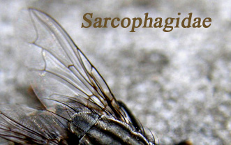 Rhinophoridae: probabile Phyto sp.