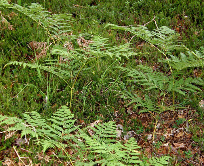 Pteridium aquilinum