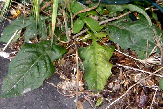 Crepis setosa / Radicchiella cotonosa