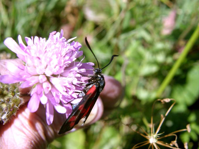 Zygaenae aloatesinae 1