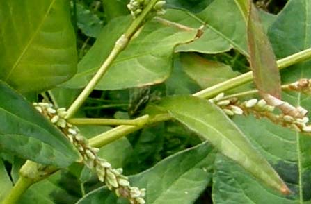 Polygonacea:  Persicaria cfr. lapathifolia