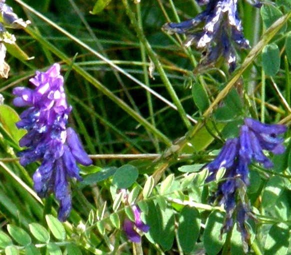 Vicia villosa ? - Vicia sp. (Fabaceae)