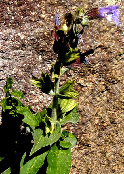 Salvia officinalis  (Lamiaceae)