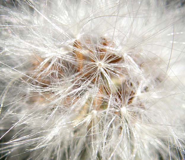 Sonchus oleraceus / Grespino comune