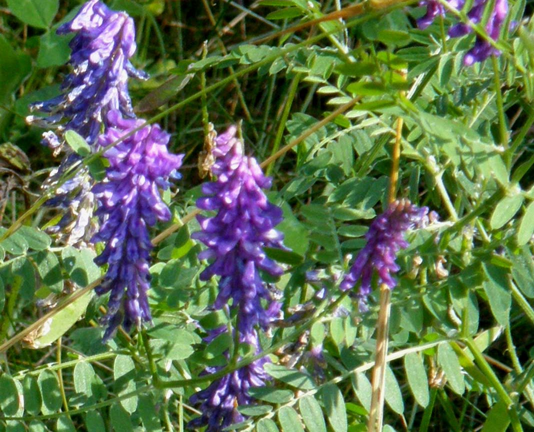 Vicia villosa ? - Vicia sp. (Fabaceae)