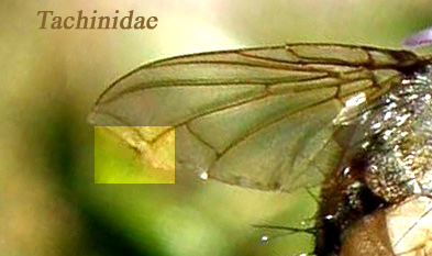 Rhinophoridae: probabile Phyto sp.