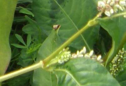 Polygonacea:  Persicaria cfr. lapathifolia