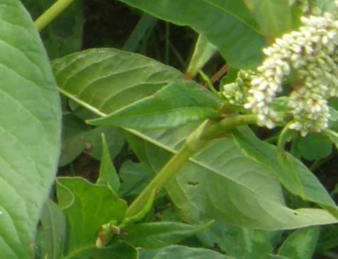 Polygonacea:  Persicaria cfr. lapathifolia