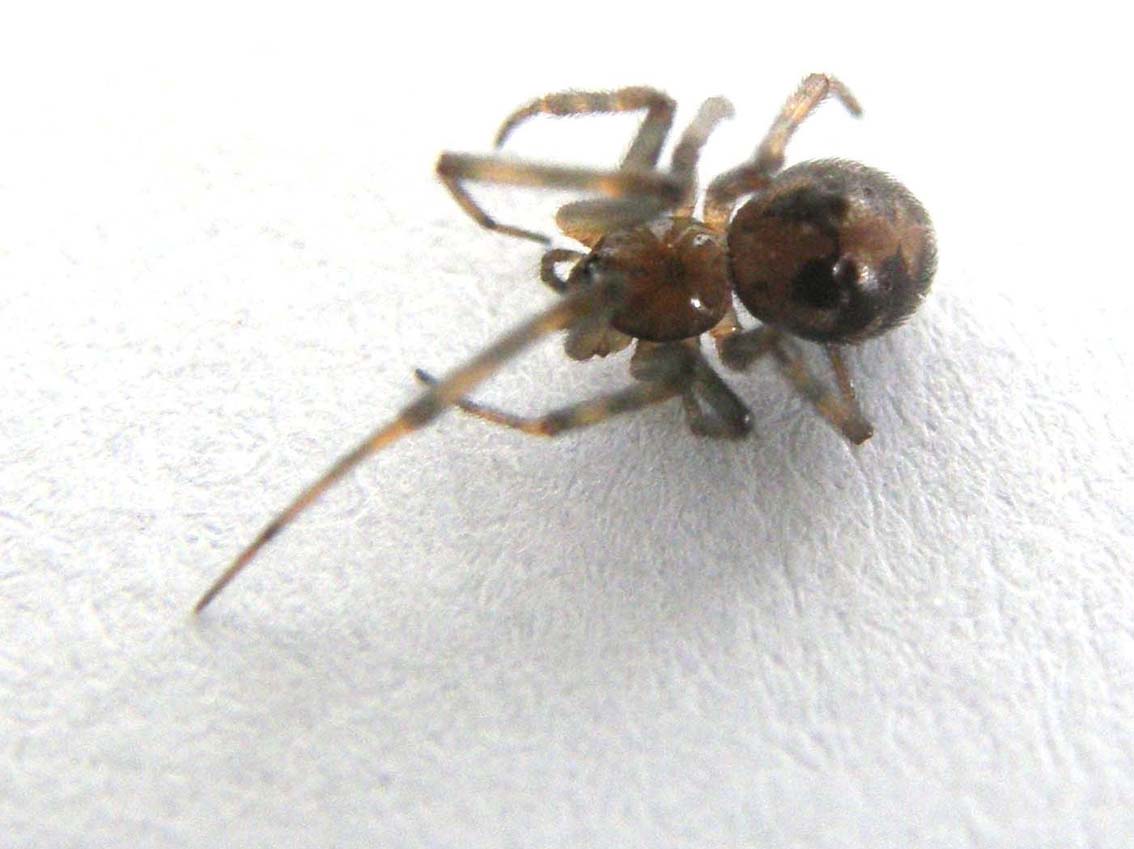 Steatoda triangulosa ?  S, maschio e femmina - Milano