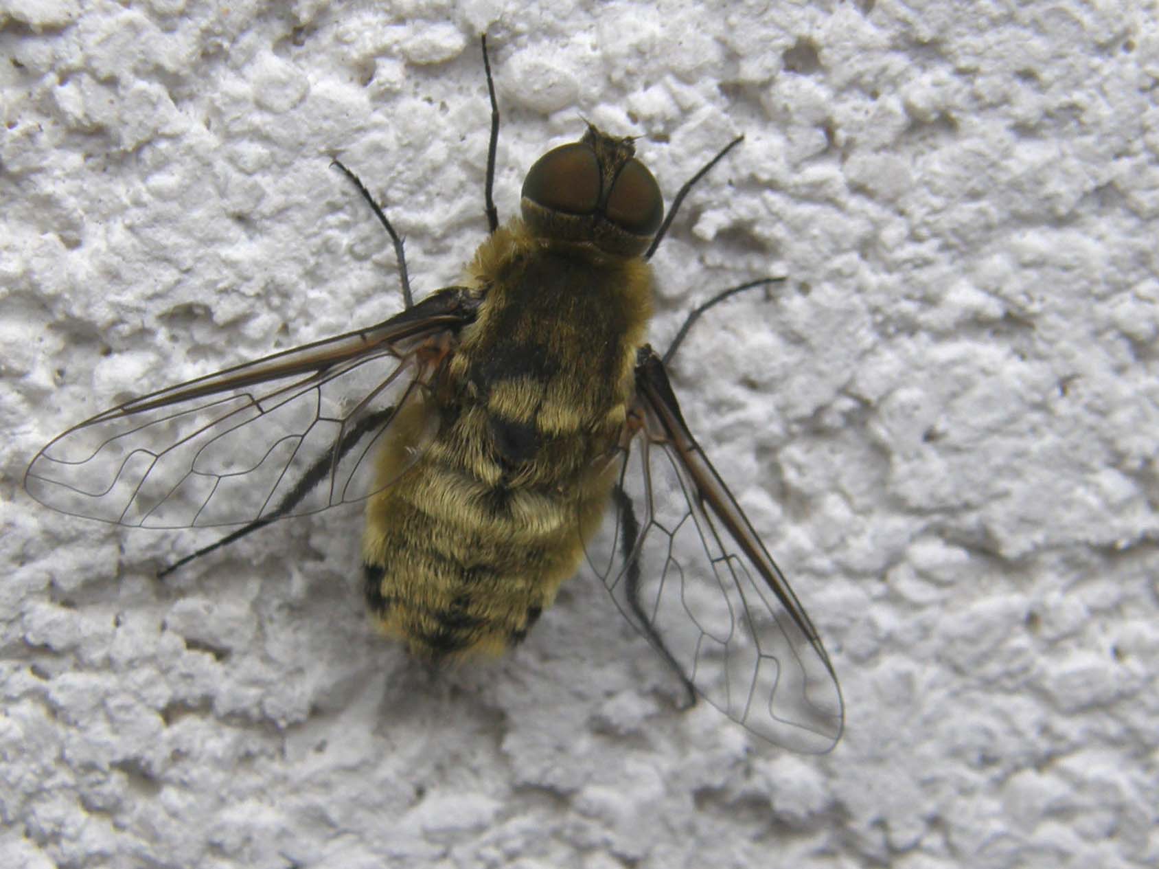 Villa sp. (Bombyliidae)