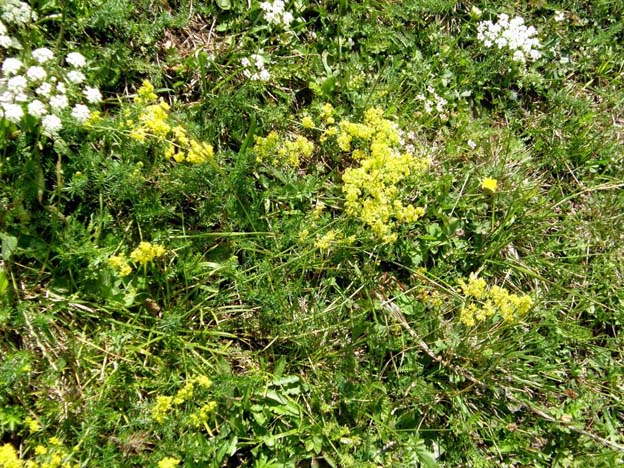 Galium verum e Medicago falcata