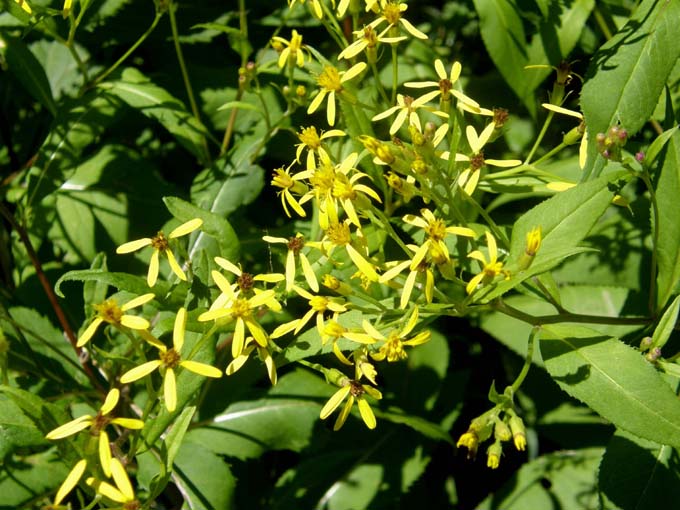 Fiori gialli e larghe foglie - Senecio sp. (Asteraceae)