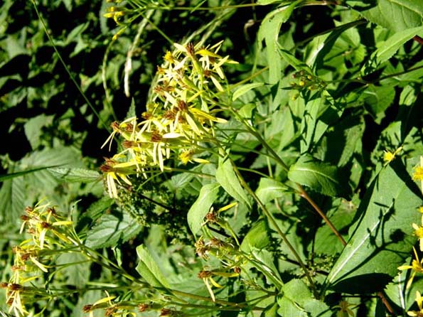 Fiori gialli e larghe foglie - Senecio sp. (Asteraceae)