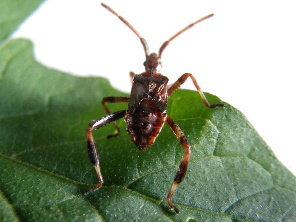 Ninfa di Leptoglossus occidentalis