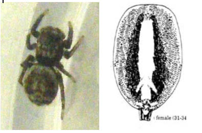 Salticidae da identificare