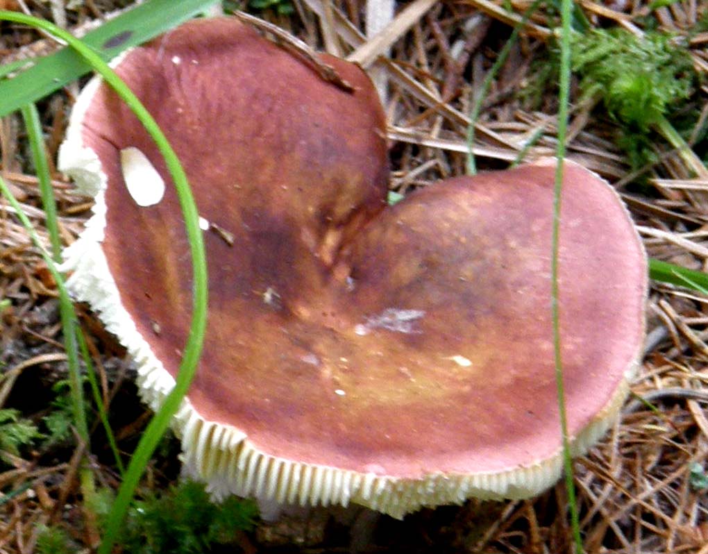 Russula altoatesina