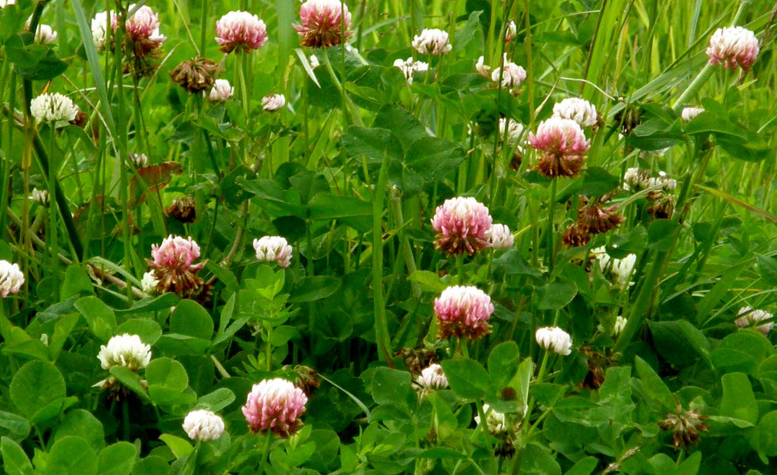 Trifolium pratense