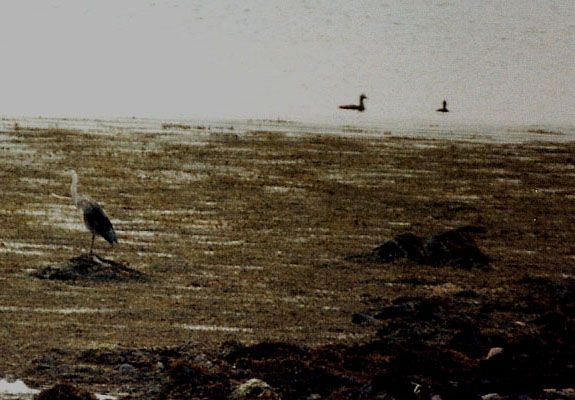 Un airone cenerino alle Shetland