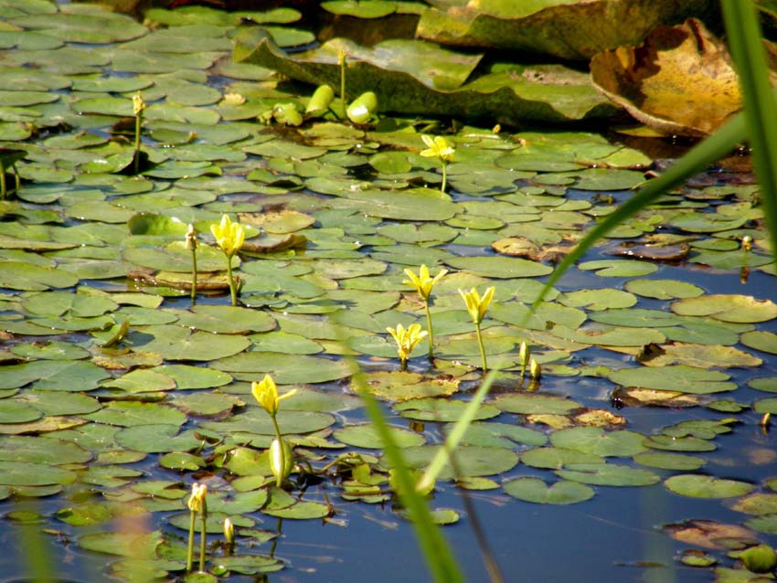 Nymphoides peltata / Limnantemio