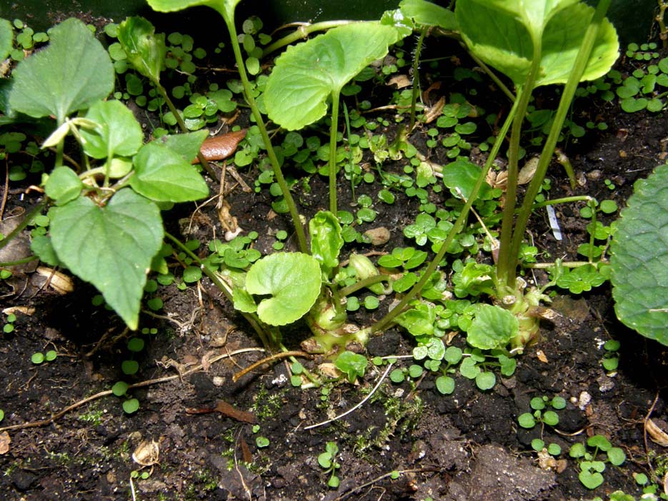 fiori cleistogami di  Viola cfr. reichenbachiana (Violaceae)