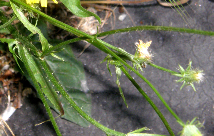 Crepis setosa / Radicchiella cotonosa