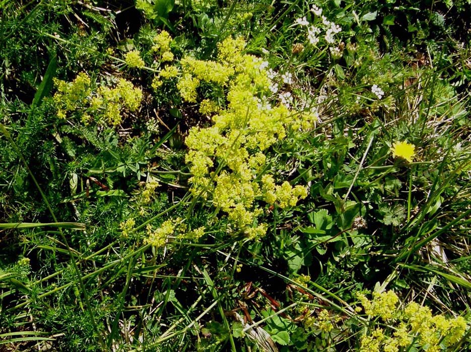 Galium verum e Medicago falcata