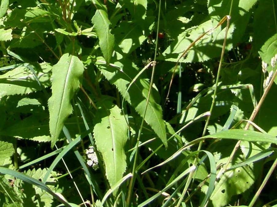 Fiori gialli e larghe foglie - Senecio sp. (Asteraceae)