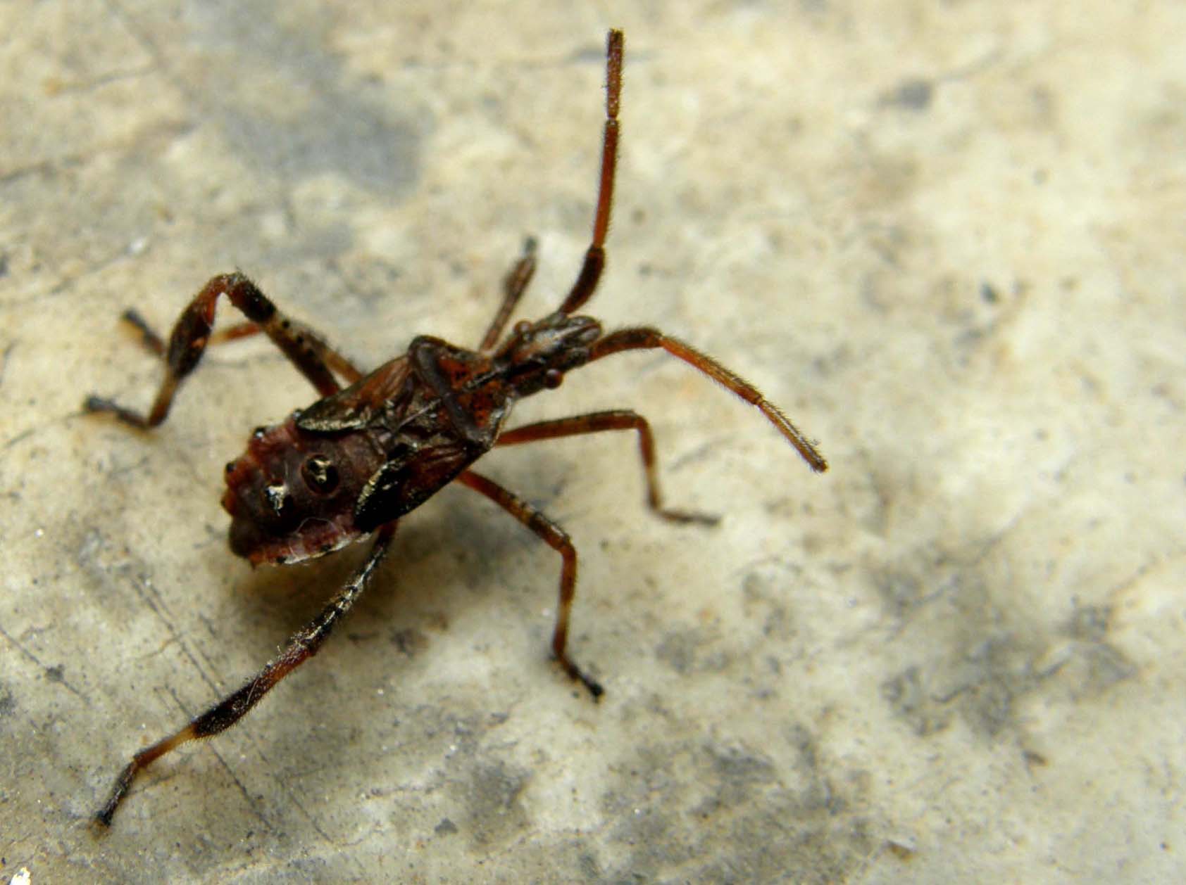 Ninfa di Leptoglossus occidentalis