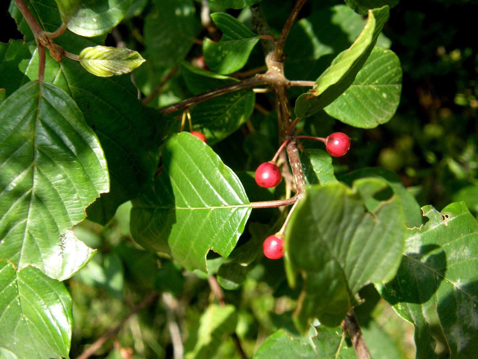 Frangula alnus