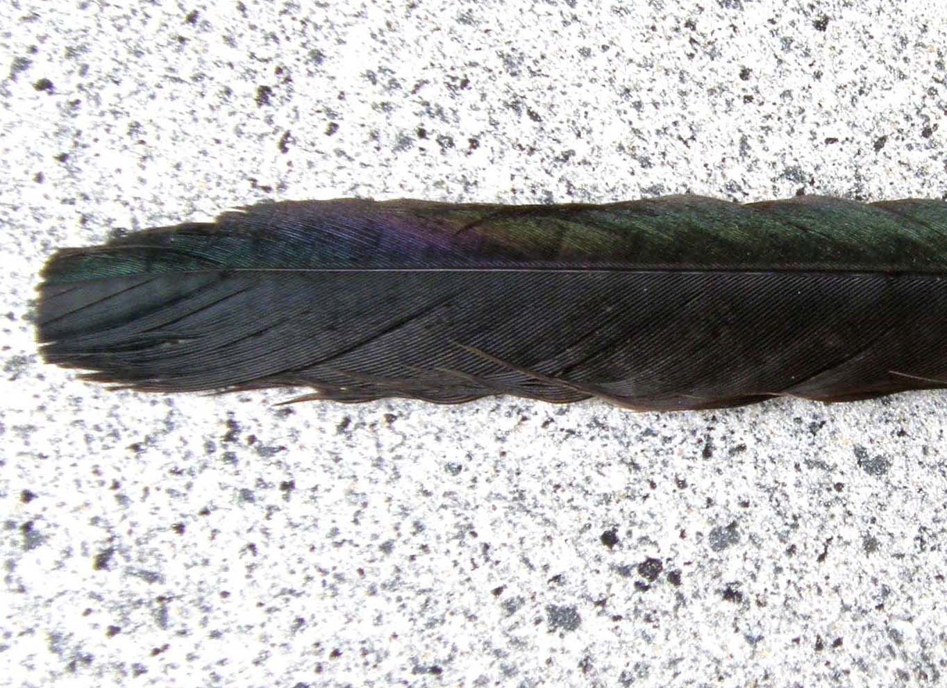 Corvo comune o cornacchia nera ?