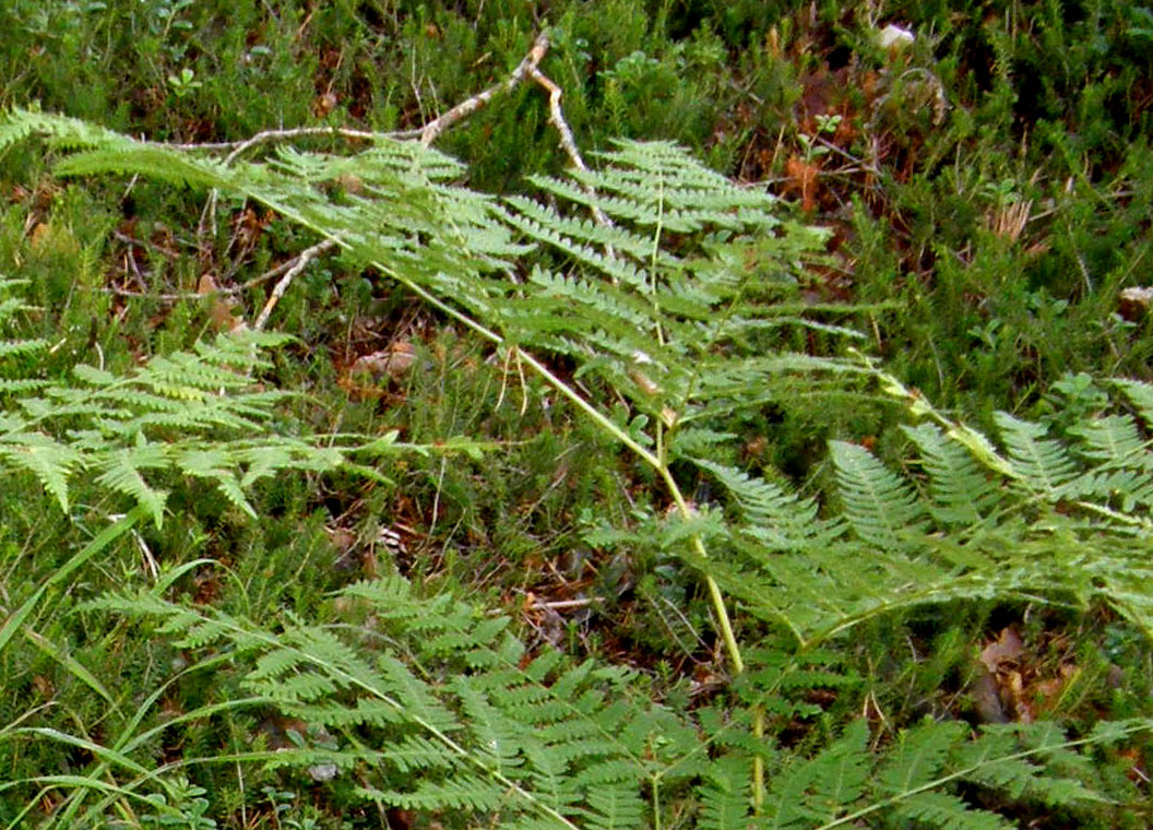 Pteridium aquilinum