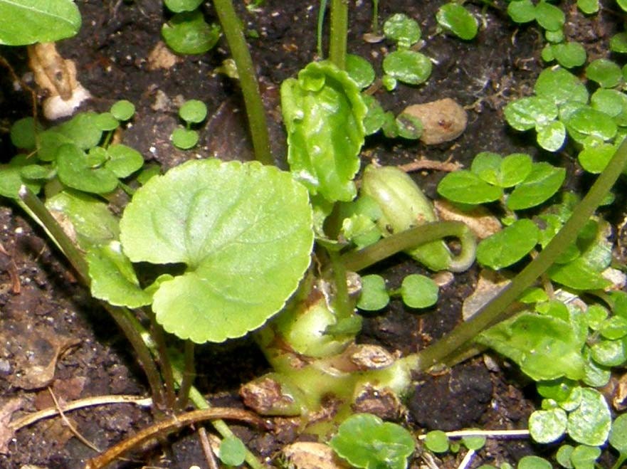 fiori cleistogami di  Viola cfr. reichenbachiana (Violaceae)