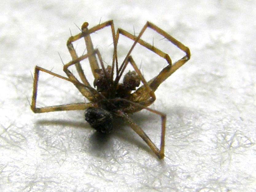 Steatoda triangulosa ?  S, maschio e femmina - Milano