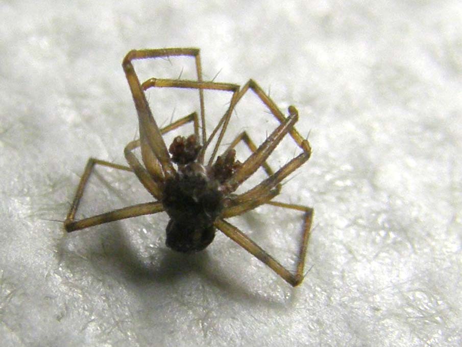 Steatoda triangulosa ?  S, maschio e femmina - Milano