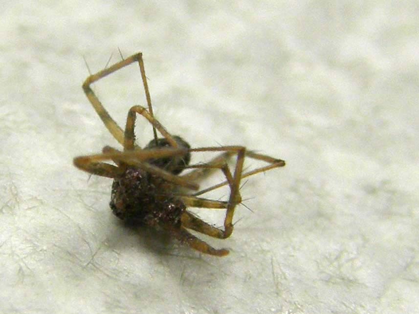 Steatoda triangulosa ?  S, maschio e femmina - Milano