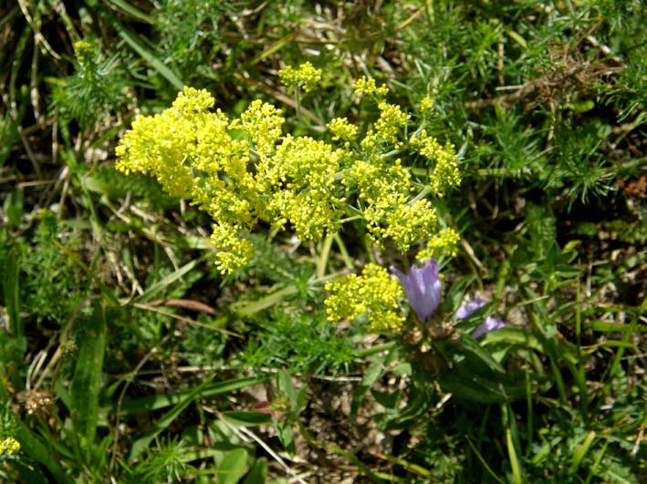 Galium verum e Medicago falcata