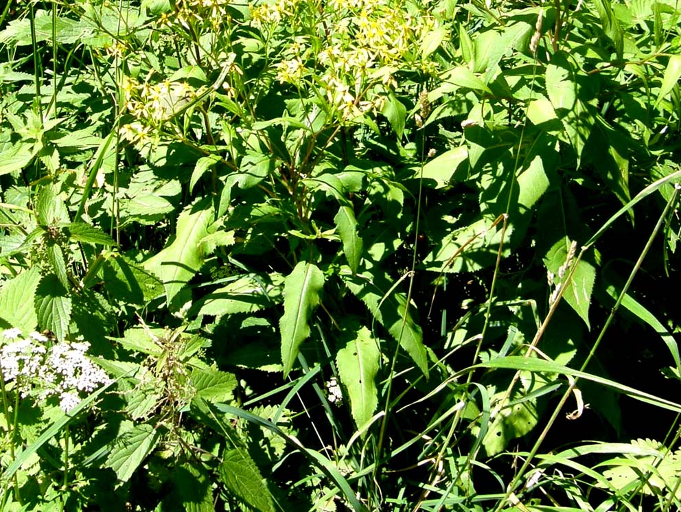 Fiori gialli e larghe foglie - Senecio sp. (Asteraceae)