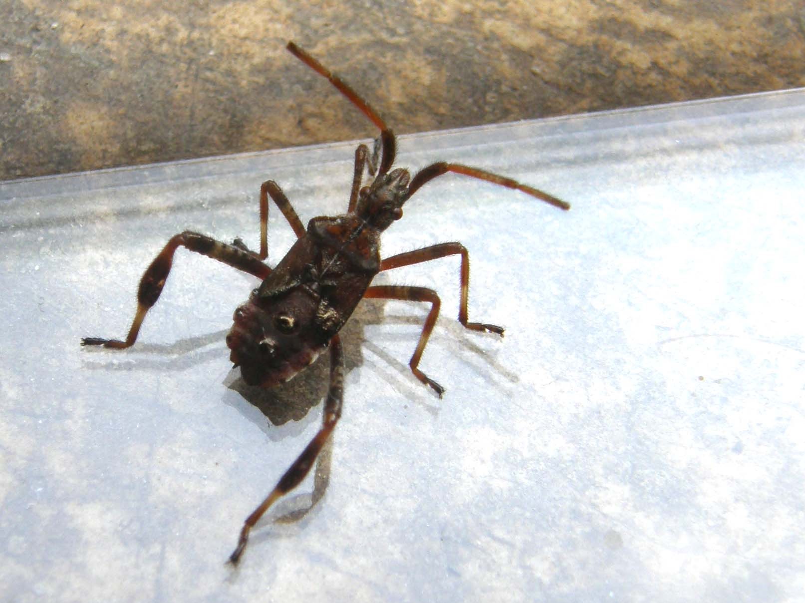 Ninfa di Leptoglossus occidentalis