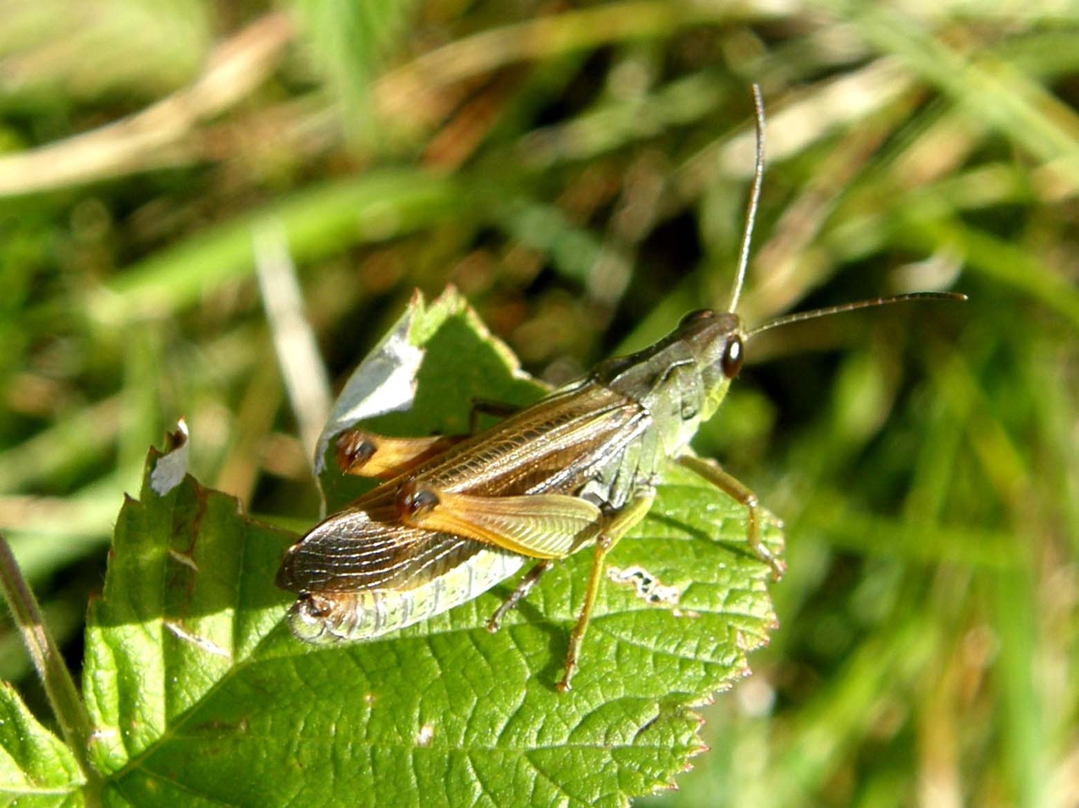 Altra cavalletta altoatesina: Stauroderus scalaris