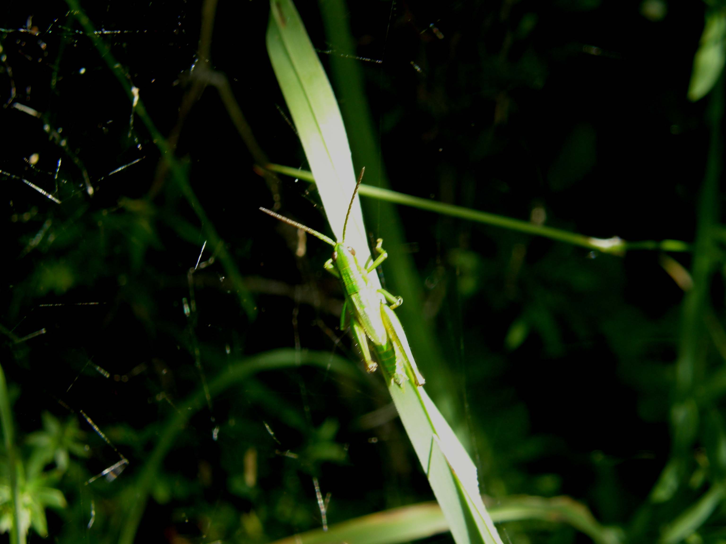 Cavalletta verde: Euthystira brachyptera