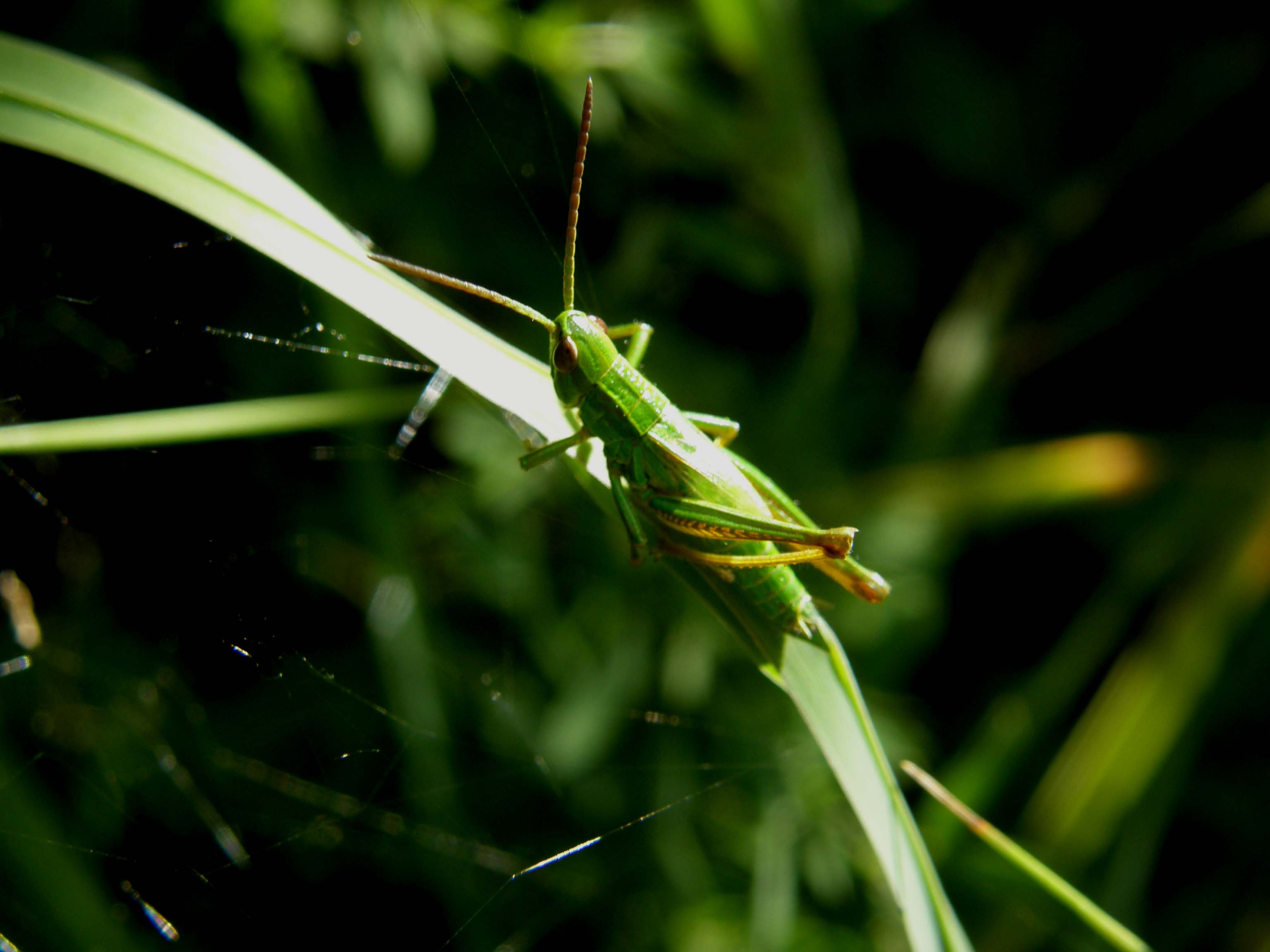 Cavalletta verde: Euthystira brachyptera