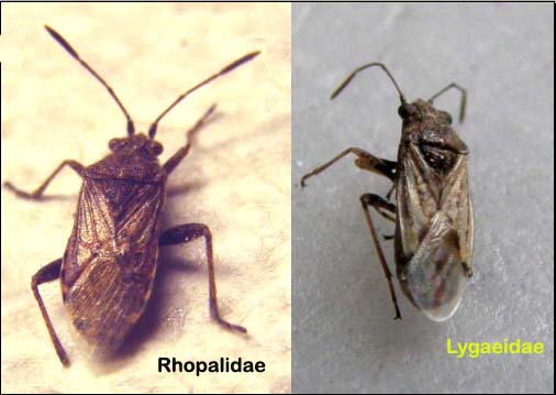 Rhopalidae: Stictopleurus punctatonervosus in Lombardia (MI)